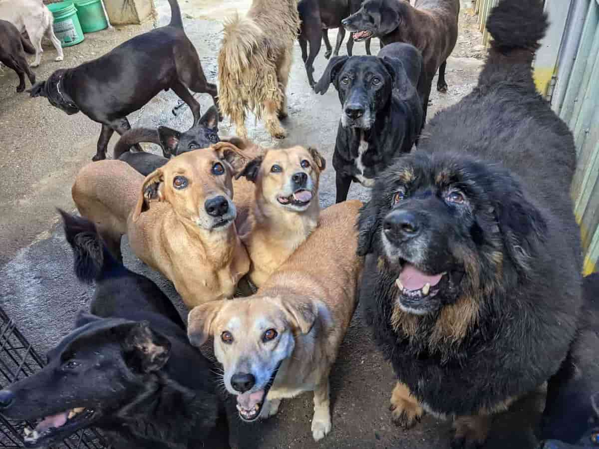 Dogs In Care 嘉義王媽媽狗園