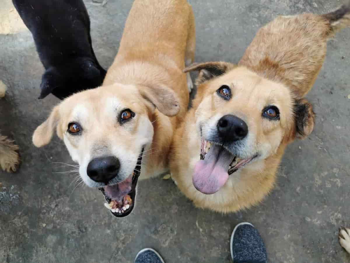 Dogs In Care 嘉義王媽媽狗園